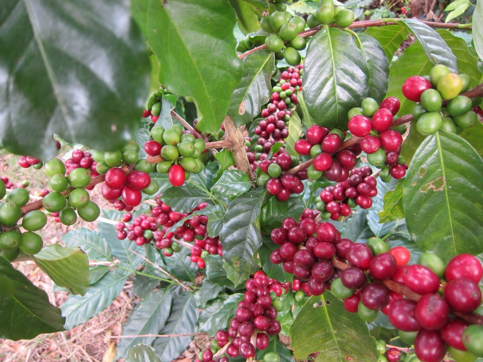 Reserva Pacavita SHG/EP Green Coffee - Image 2